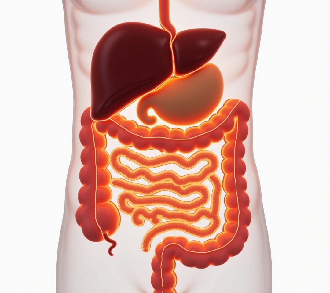 Anatomical illustration of liver and gallbladder